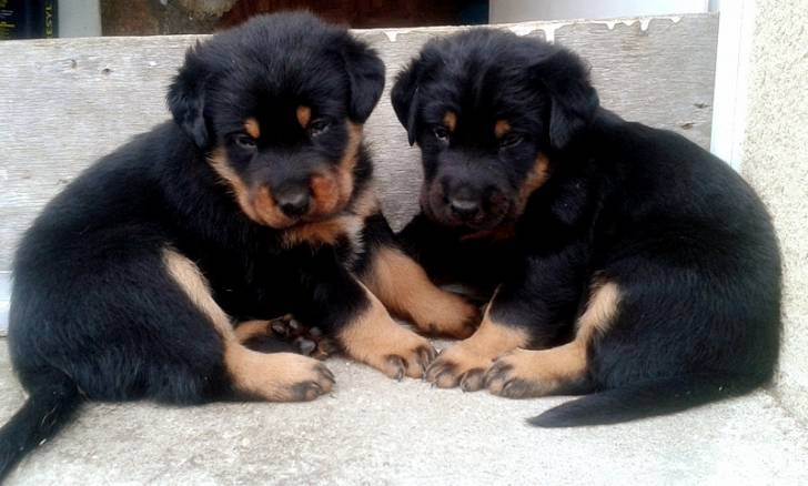 Demon & Idylle - Beauceron Mâle (1 mois)