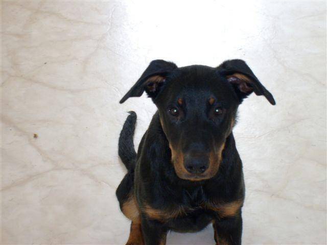 c_lia - Beauceron (1 mois)