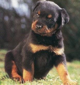 biloute - Beauceron (1 mois)