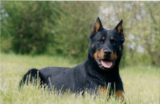 pilou - Beauceron Mâle (11 mois)