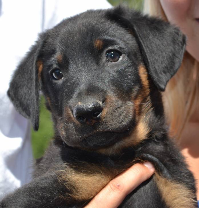 bb beauceron - Beauceron (6 mois)