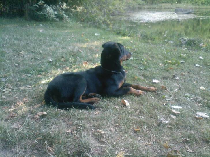 First - Beauceron (6 mois)