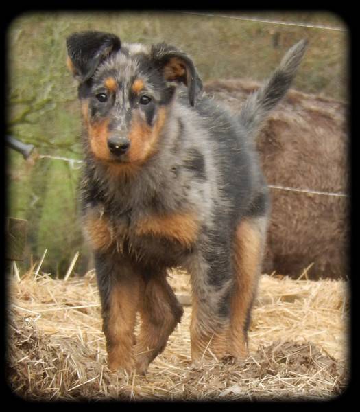 Lucky blue - Beauceron (3 mois)