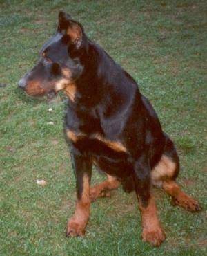 Berger de Beauce - Beauceron