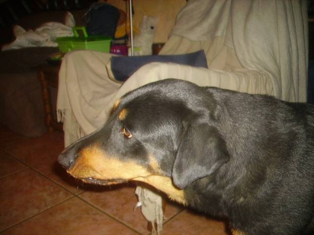 Twiny - Beauceron (4 ans)