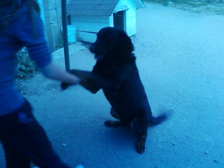 ulisse - Beauceron Mâle (5 ans)