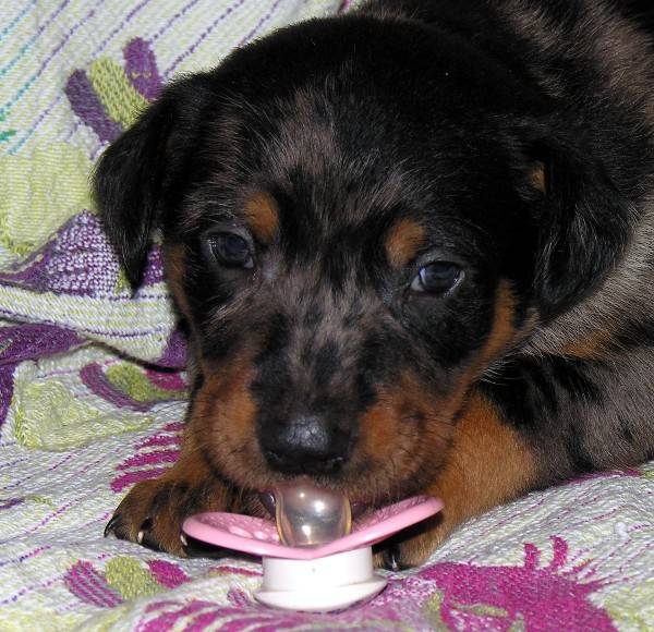 beauceron arlequin - Beauceron