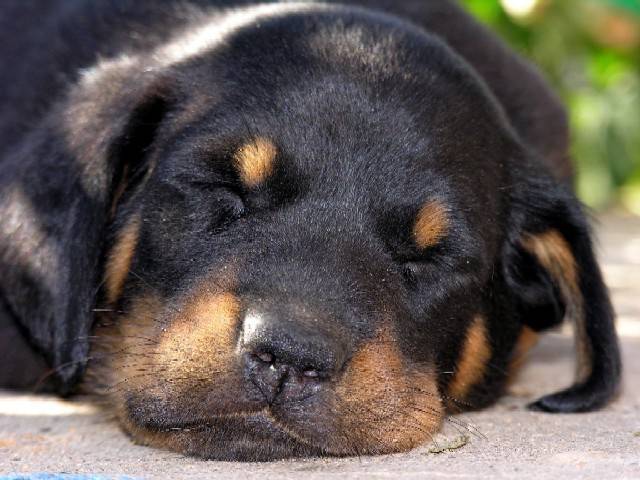 beauceron - Beauceron