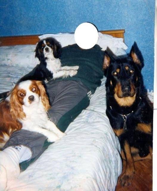 BEAUCERON ET CAVALIERS KING CHARLES - Beauceron
