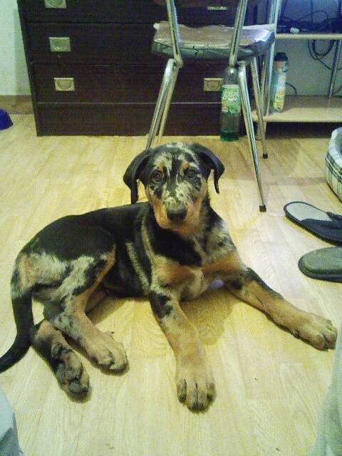 Berger de Beauce Arget - Beauceron