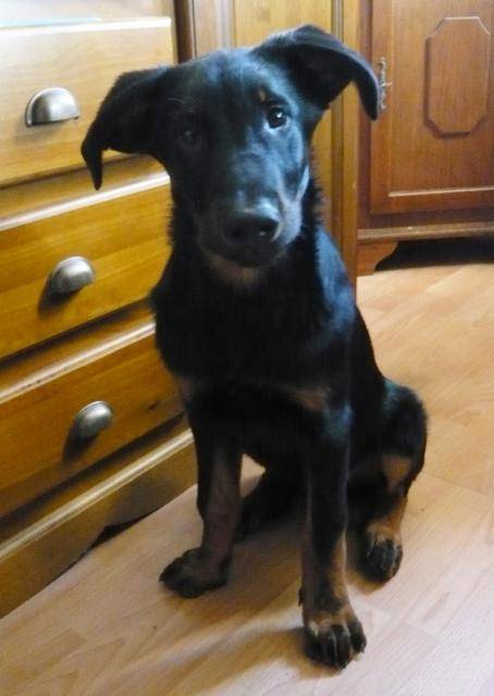 Race : beauceron nom: onyx - Beauceron