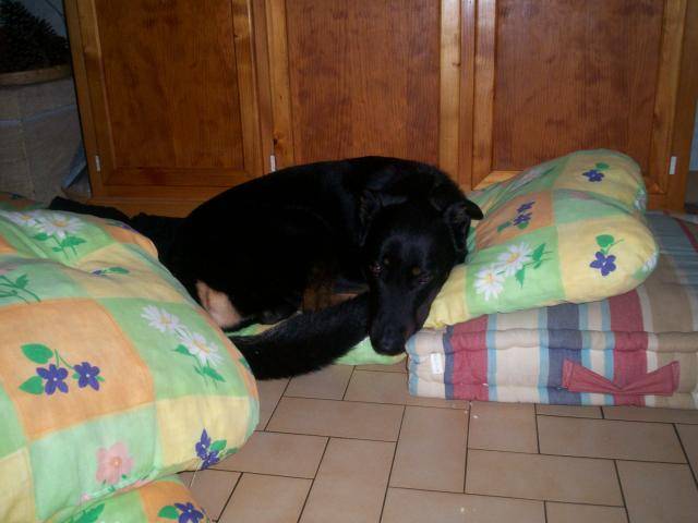 Ugo (beauceron \berger belge) - Beauceron