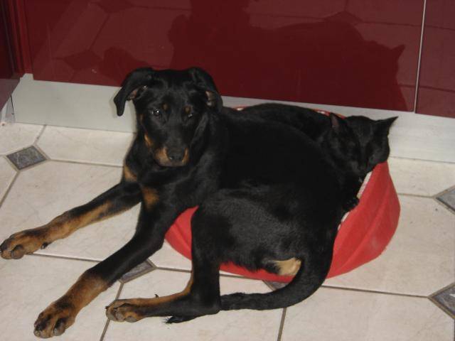beauceron clhoé - Beauceron