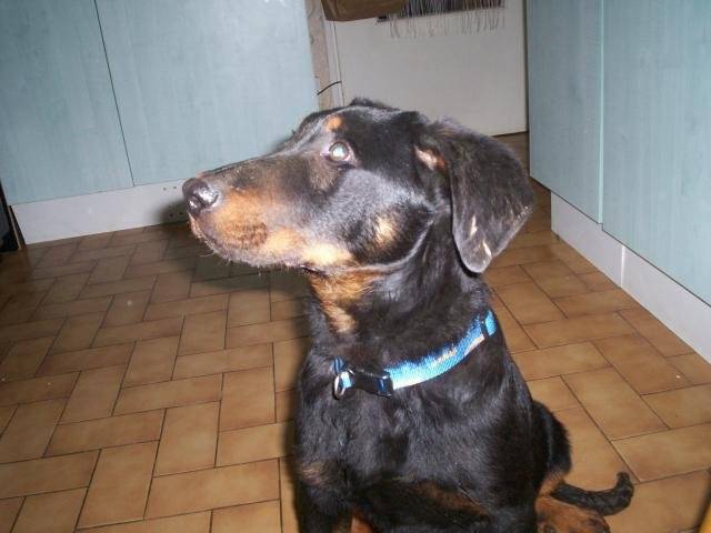 beauceron- - Beauceron