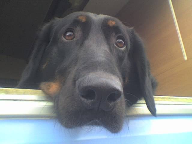 beauceron, safi - Beauceron