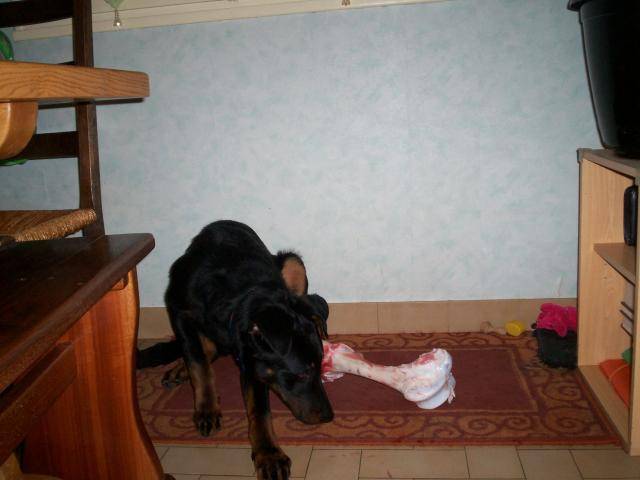 beauceron . comette - Beauceron