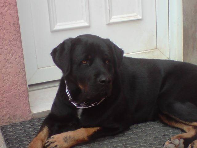 rott croisé beauceron - sky - Beauceron