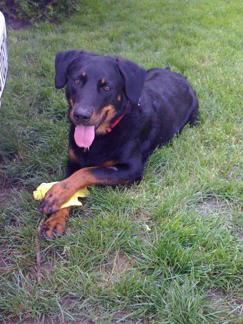 Cheyenne Beauceron - Beauceron