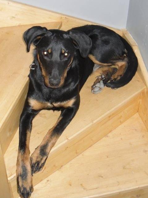 Beauceron eyra - Beauceron
