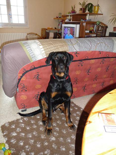 ERKO, beauceron - Beauceron
