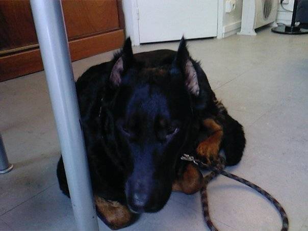 Milk, beauceron - Beauceron