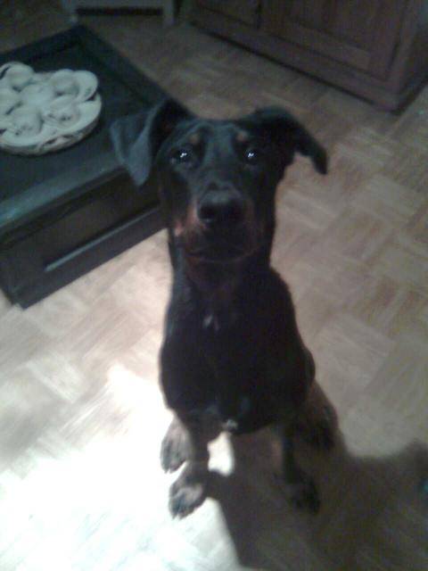 ektor le beauceron - Beauceron