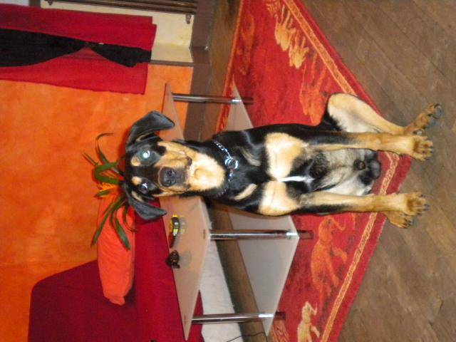 blacky beauceron - Beauceron