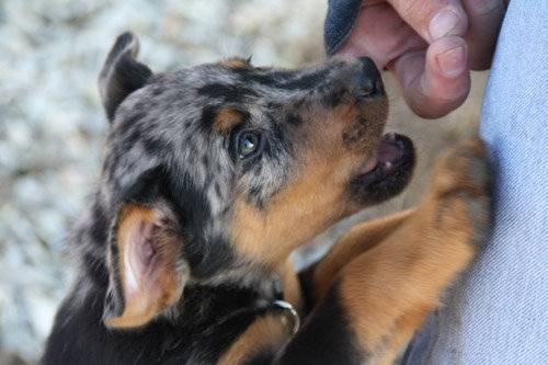 For you, Beauceron arlequin - Beauceron