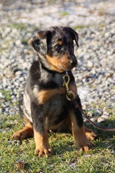 For you, Beauceron arlequin - Beauceron