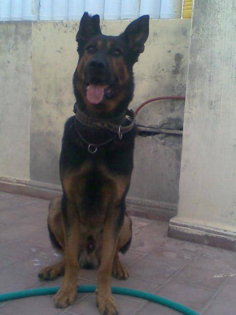 beauceron tonny - Beauceron