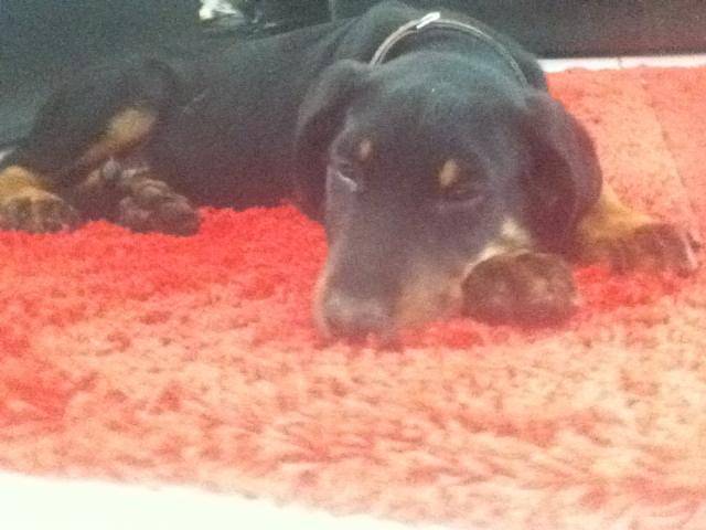 beauceron bas roug - Beauceron