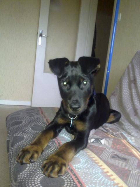 denzel beauceron - Beauceron