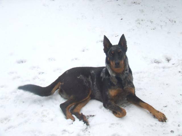 Berger de Beauce ( chelly ) - Beauceron