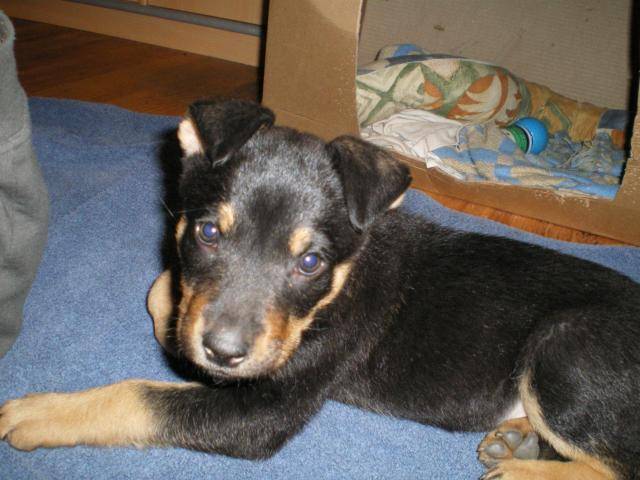 Foly chienne croisée Beauceron - Beauceron