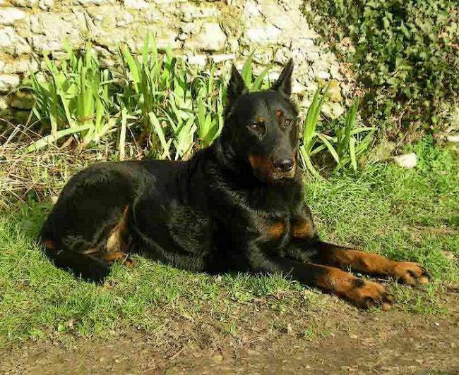 Photo de Beauceron : Volf du Temple de Feu - Beauceron