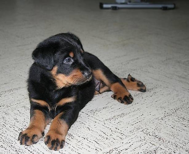 Darius du Domaine du Bois de Chartres - Beauceron