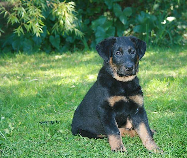 Doumaî du Domaine du Bois de Chartres - Beauceron