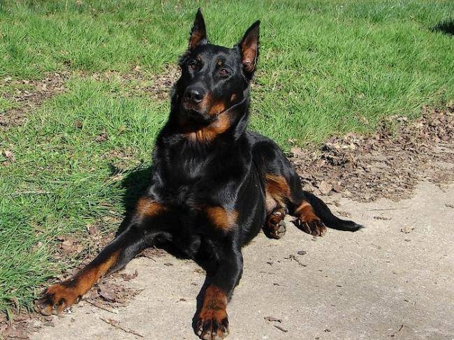 Toumaï du Mûrier de Sordeille - Beauceron