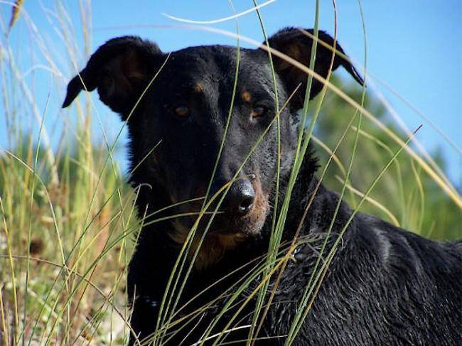 Althéa de la Pointe du Meingat 3 ans - Beauceron (3 ans)
