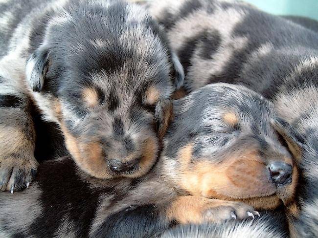 Chiots arlequin de quelques jours - Beauceron