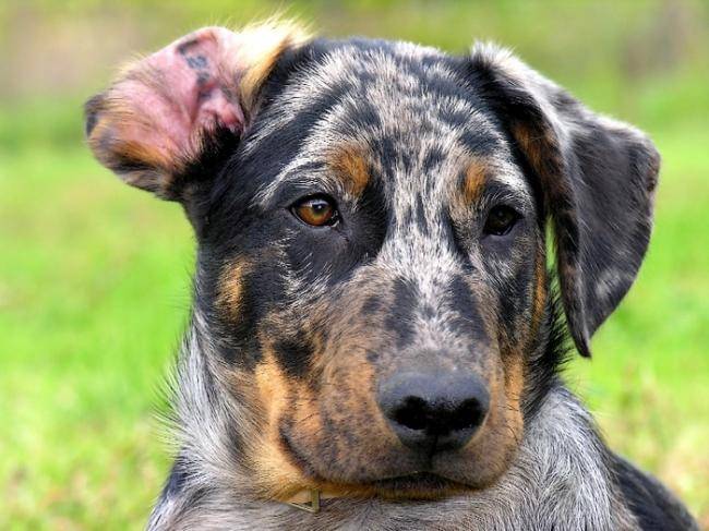 Aken (3 mois) - Beauceron