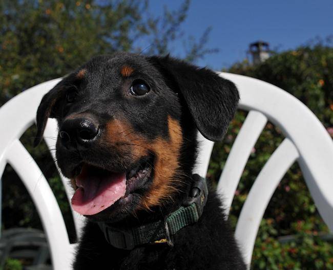 Deutz fils de Akka et Busco - Beauceron