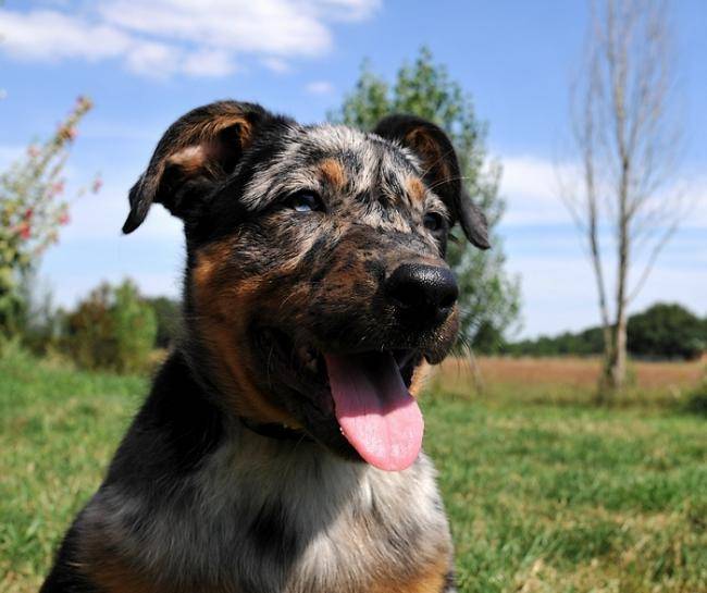 Diamant chiot beauceron arlequin LOF - Beauceron