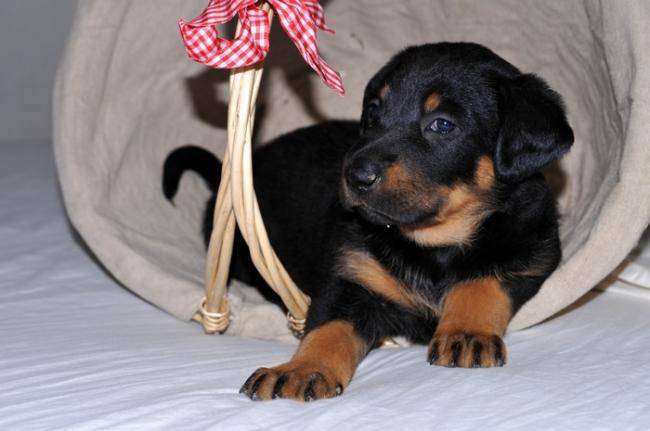 Djin - Beauceron