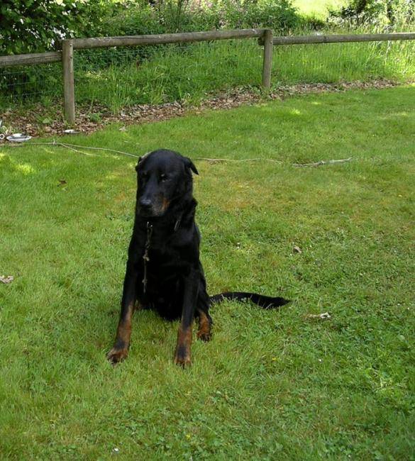 Sorbonne Beauceron de 11 ans - Beauceron (11 ans)