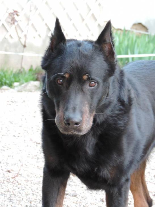 Uron - Beauceron