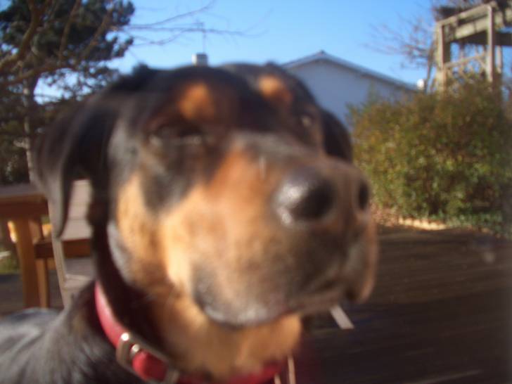 sarko - Beauceron Mâle (3 ans)