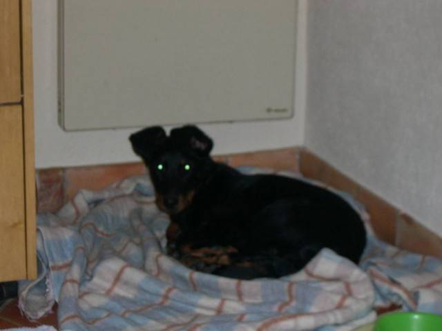 dorya - Beauceron Mâle (9 mois)