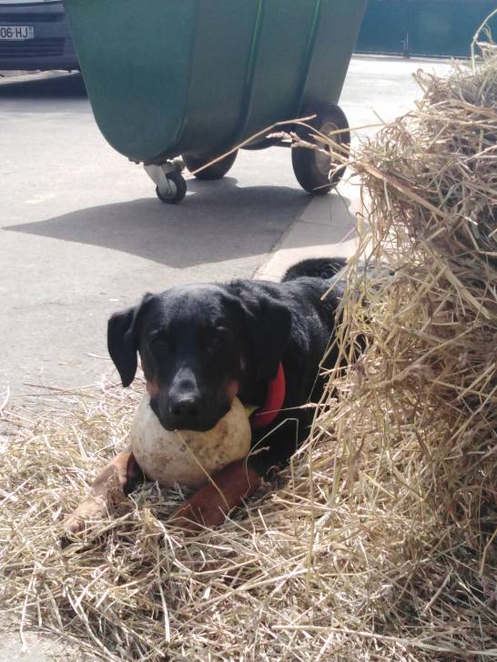 Vaillant - Beauceron Mâle (2 ans et demi)