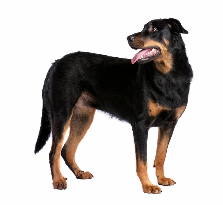 Photo Beauceron